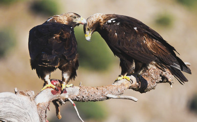 Pareja de aguilas imperiales
