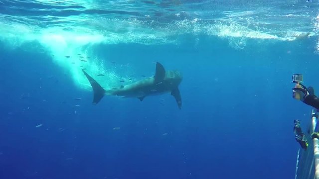 POV, great white shark goes backwards to get bait