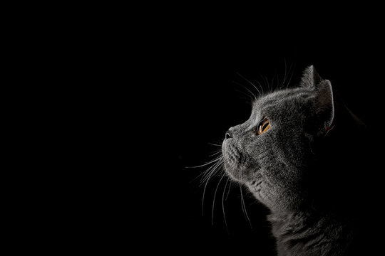 Britisch Kurzhaar Katze Portr&auml;t