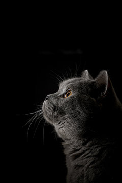 Britisch Kurzhaar Katze Portr&auml;t