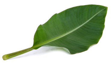 Banana leaf isolated on white background