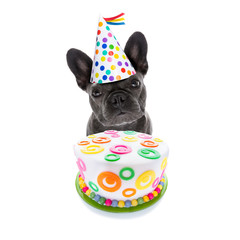 happy birthday dog and cake