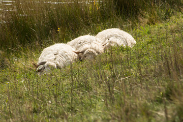 Three sheep lying on a meadow,by a brook