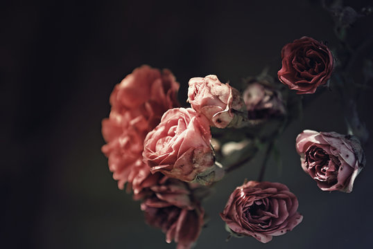 Beautiful Roses With A Dark Background