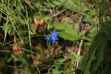 Bladder gentian (Gentiana utriculosa) in flower among withered flowers, italian Alps