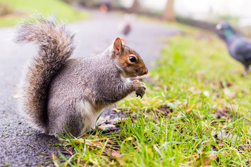 Grey Squirrel in Autumn Park A