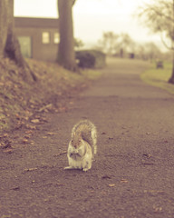 Grey Squirrel in Autumn Park A1