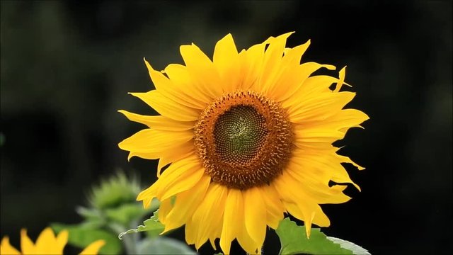 beautiful sunflower isolated closeup
