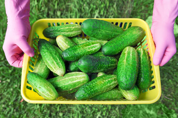 Basket with freshly picked cucumbers. Harvesting.