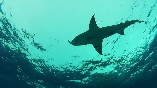 Low angle, lemon shark swims near surface