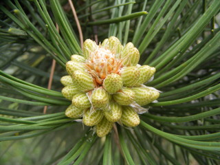 silver-fir