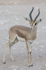 Dorcas Gazelle, Arabian Sand, Goitered Gazelle, antelope