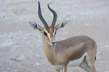 Dorcas Gazelle, Arabian Sand, Goitered Gazelle, antelope