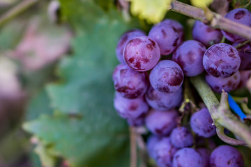 Vineyards at hot autumn day in harvest. Ripe grapes in fall. Copy space. Shallow dept of field.