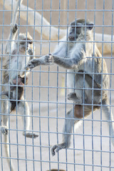 Monkey climbing the barrier and looking outside of the natural confinement