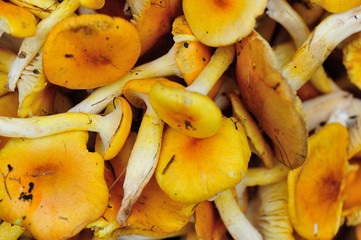 picking fresh mushrooms