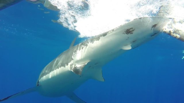 Great white shark swims close to diving cage in Fiji, POV