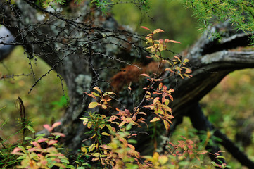 beautiful autumn forest landscape