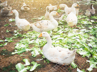 Duck in the farm eating cabbage in the countryside of Thailand