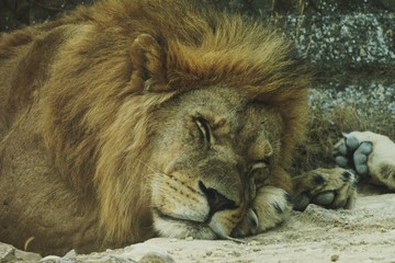 Obraz premium Le repos du lion