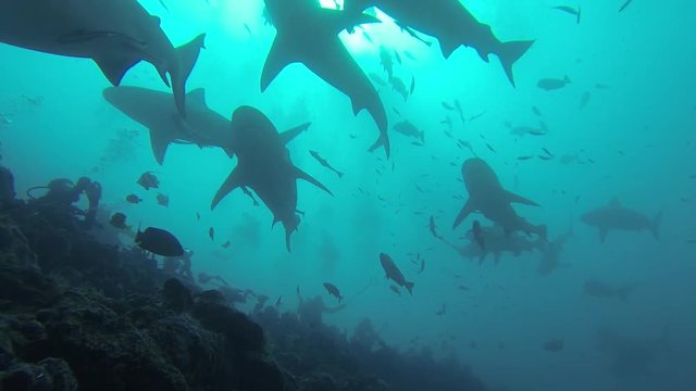 Sharks swim under garbage bin of bait, low angle