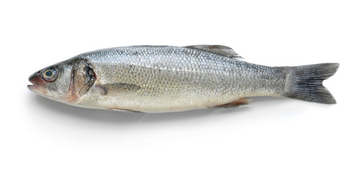 Fresh fish on white background