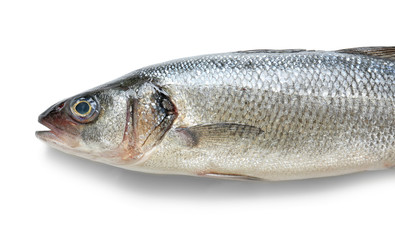 Fresh fish on white background