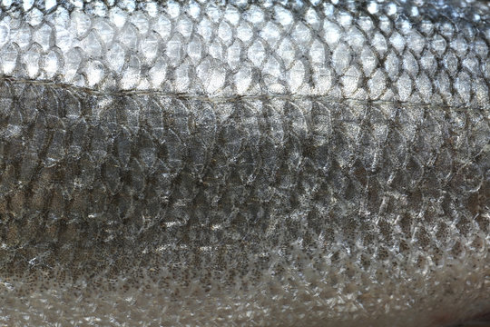 Skin of fresh raw fish, closeup