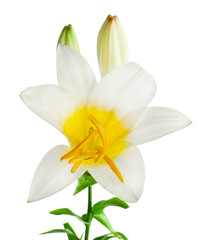 Fototapeta na wymiar Beautiful white lily, isolated on white