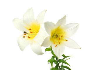 Naklejka na ściany i meble Two beautiful blooming lilies isolated on white