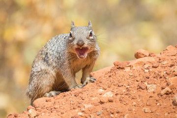 Naklejka na ściany i meble Angry squirrel in the Grand Canyon