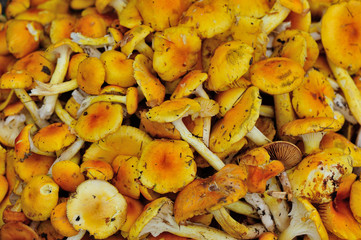 picking fresh mushrooms
