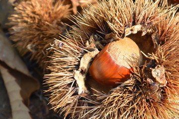 Chestnuts