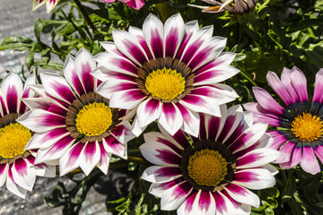 Large flowers of deep pink and white Gazania plant.