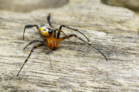Image of an opadometa fastigata spiders(Pear-Shaped Leucauge) on the timber. Insect Animal.