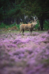 Solitary red deer stag in moorland with blooming heather.