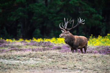 Naklejka na ściany i meble Solitary red deer stag in field of blooming heather and yellow flowers.