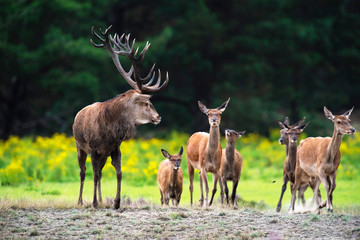 Red deer stag with herd of hinds in field with yellow flowers.