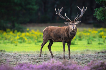 Solitary red deer stag in field of blooming heather and yellow flowers.