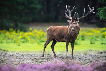 Solitary red deer stag in field of blooming heather and yellow flowers.