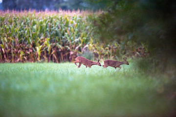 Obraz premium Two roe deer doe in meadow walking towards bushes.