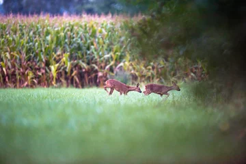 Papier Peint photo autocollant Cerf Deux chevreuils biche en prairie marchant vers les buissons.