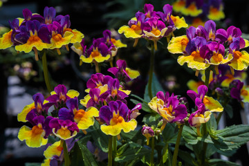 Purple and yellow Nemesia small bedding flowering plant (Rhubarb and Custard). © Debu55y
