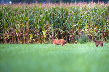 Mother roe deer with calf in meadow near corn field. © ysbrandcosijn