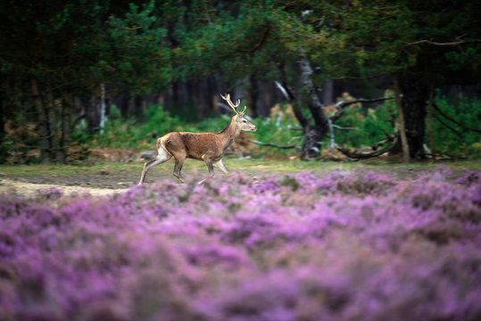 Red deer doe running in blooming moorland.