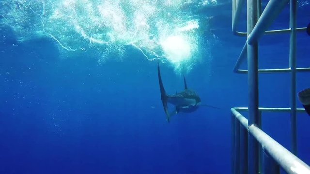 Cage diving POV, great white shark opens jaws to bite bait