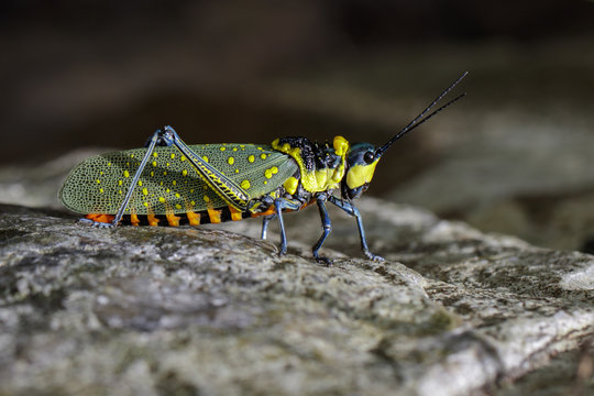 Image of spotted grasshopper (Aularches miliaris) on the rocks. Insect Animal