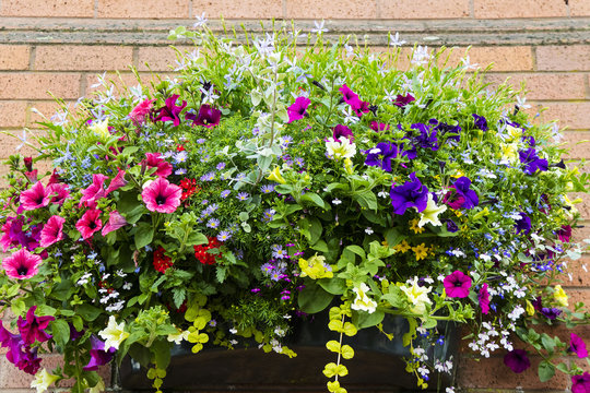 Large wall basket with variety of  trailing pink and blue flowers.