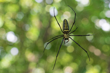 Image of Spider Nephila Maculata, Gaint Long-jawed Orb-weaver in the net. Insect Animal