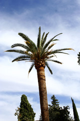 Palm tree